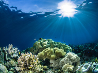 Naklejka na ściany i meble Underwater photography
