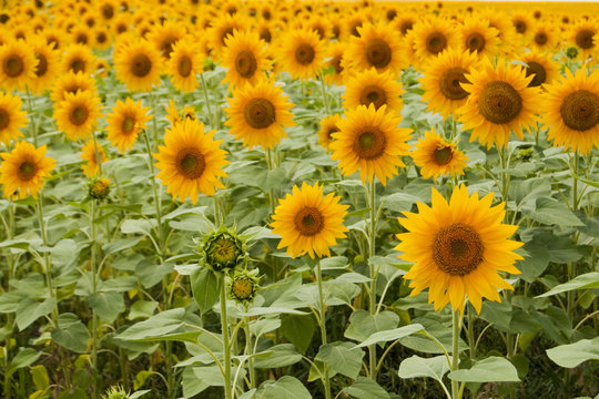Ripe Sunflower on field