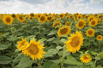 Ripe Sunflowers Flowers