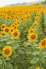 Ripe Sunflower Flowers