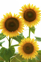 Three Ripe Sunflowers