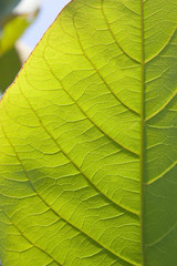 tropical leaf in the sunlight