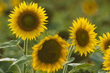 Obraz premium Ripe Sunflower in summer