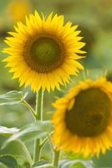 Fototapeta premium Ripe Sunflower