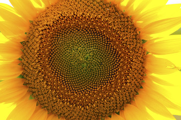 Ripe Sunflower