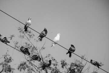Pigeons on cable