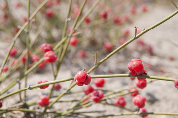 Sea Grape (Ephedra distachya)