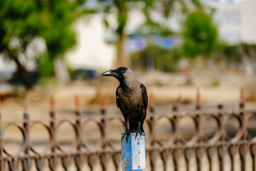 Middle east crow