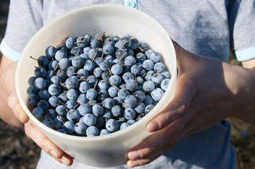 A bowl of frsh harvested sloes