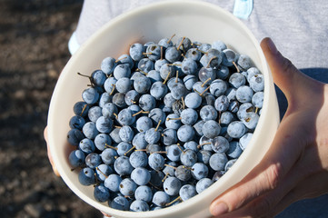 A bowl of frsh harvested sloes