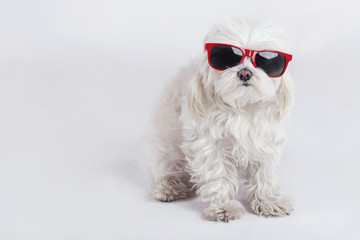 perro gracioso con gafas de sol