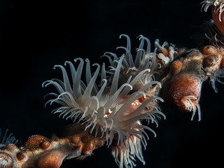Anemone 