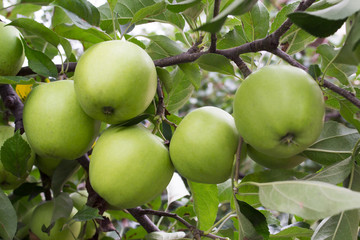 five apples
