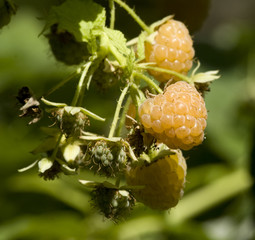 Ripe White Raspberry in Nature