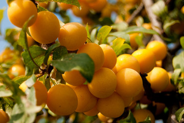 Ripe Yellow Mirabelle in tree