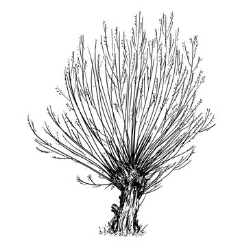 Cartoon vector doodle drawing illustration of broadleaved or deciduous willow or sallow at spring. Tree trimmed for basketry or wicker.