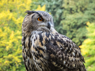 Uhu (Eagle owl, bubo bubo) Portrait, fotografiert in Hamburg, Deutschland