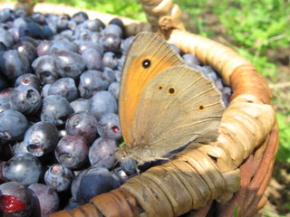 beautiful butterfly on a blueberry basket in a pine forest on a summer day
