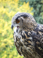 Rufender Uhu (Eagle owl, Bubo bubo)