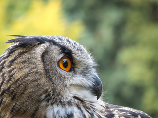 Close up des Gesichts eines Uhu (Eagle owl, Bubo bubo) von der Seite, Blick nach rechts