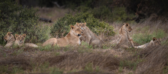 Zwei Löwen zärtlich schmusend
