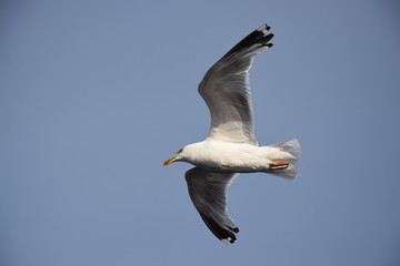M&ouml;we im Flug in Kiel