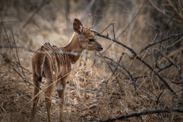 Nyala Baby Antilope 