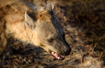Fototapeta premium Tüpfelhyäne / Spotted Hyena