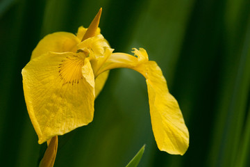 Fototapeta premium Yellow Flag Iris Wild