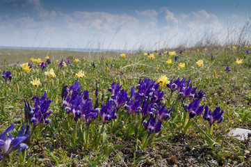 Dwarf Irises in Spring