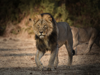 Männlicher Löwe (Panthera Leo) auf Patrouille in Botswana