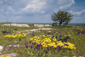 Fototapeta premium Dwarf Colorful Irises