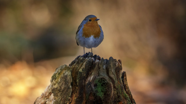 Robin Bird in winter