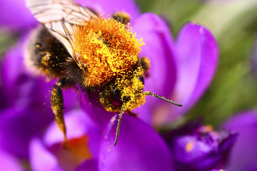 Bee pollinating a crocus flower on a warm sunny day