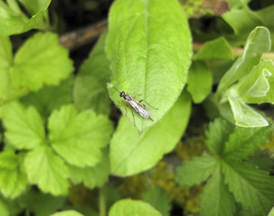Ichneumonidae. a real rider. Hymenoptera insect.