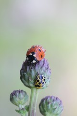 Ladybug, ladybird and ladybeetle