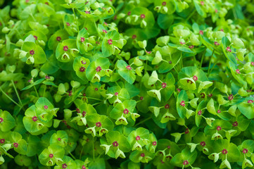 vibrant green Tiny Tim Spurge (Euphorbia x martinis) plant background in spring
