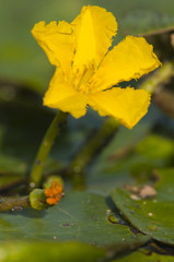 Fringed Water Lily in Summer