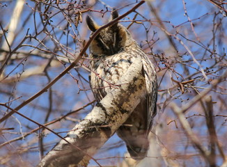 Eurasian eagle-owl, Bubo bubo 