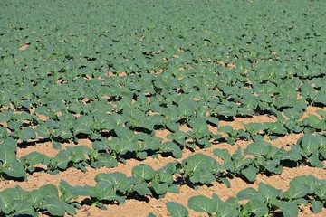 Plantación de brócoli