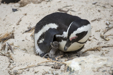African penguin mother and baby on the beach.