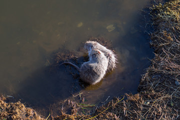 Two young muskrats ((Ondatra zibethicus)) play with each other in the water.