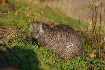 The muskrat (Ondatra zibethicus) in the nature.