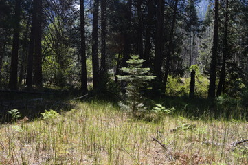 Yosemite National Park. CA