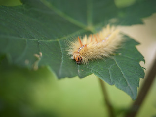 Fototapeta premium gelbe Raupe auf grünen Blatt, Schmetterling 2