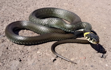 Adder - non-poisonous snake