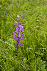 Anacamptis Palustris Palustris - wild orchid