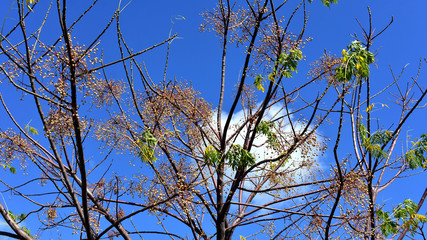 Tree branches against the bright blue sky, spring background.