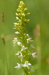 Lesser Butterfly Orchid