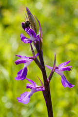 Green-winged Orchid